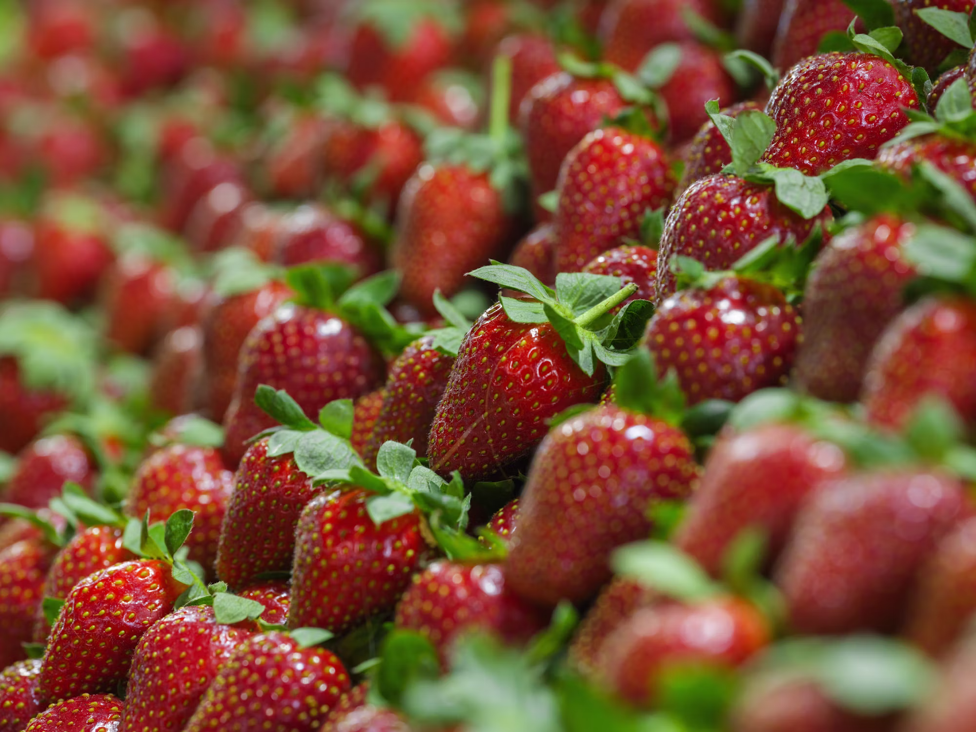 Balancing Act: The Importance of Nutritional Diversity